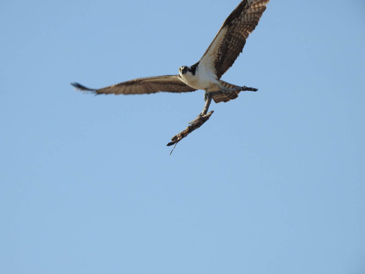 Osprey - ML646428078