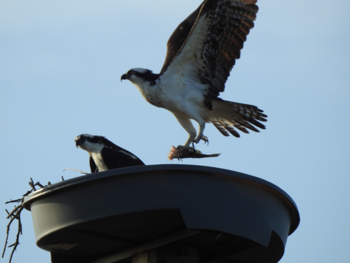 Osprey - ML646428079
