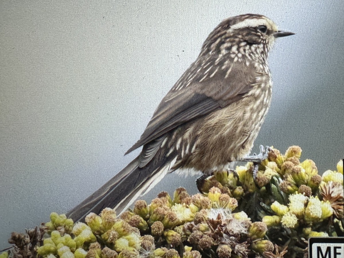 Andean Tit-Spinetail - ML646428080