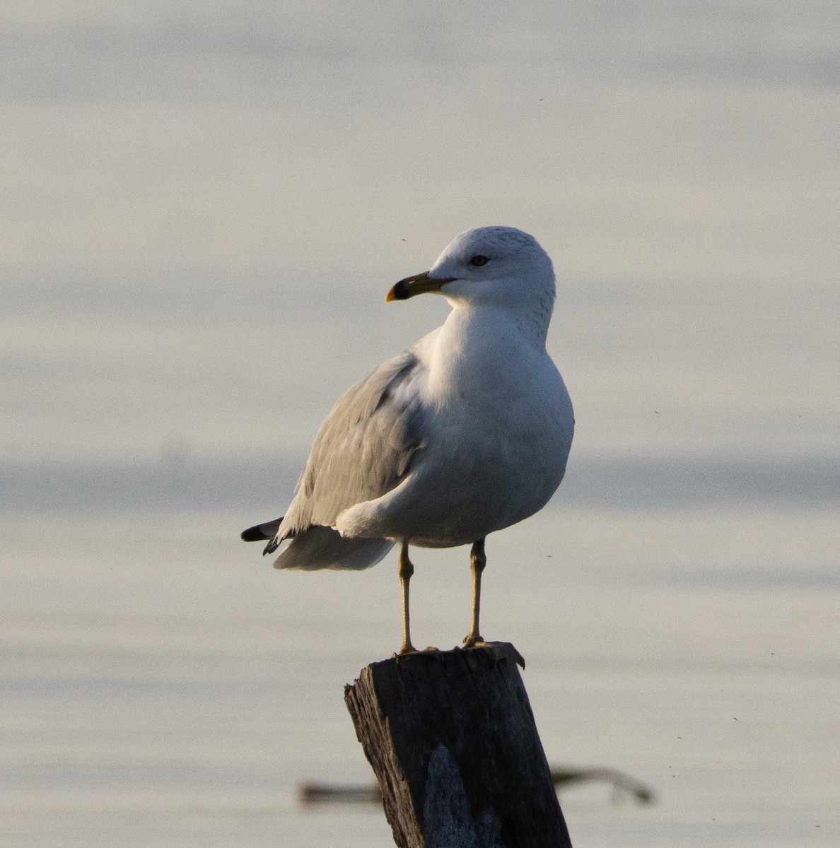 Ring-billed Gull - ML646428082