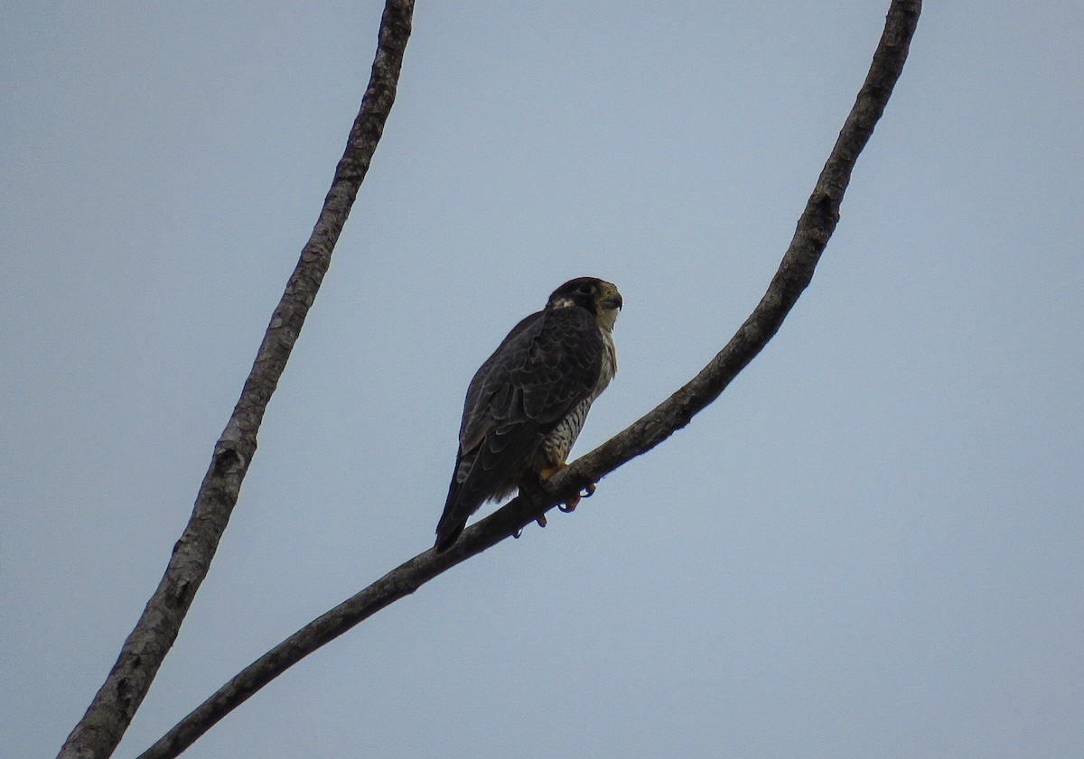 Peregrine Falcon - ML646428084