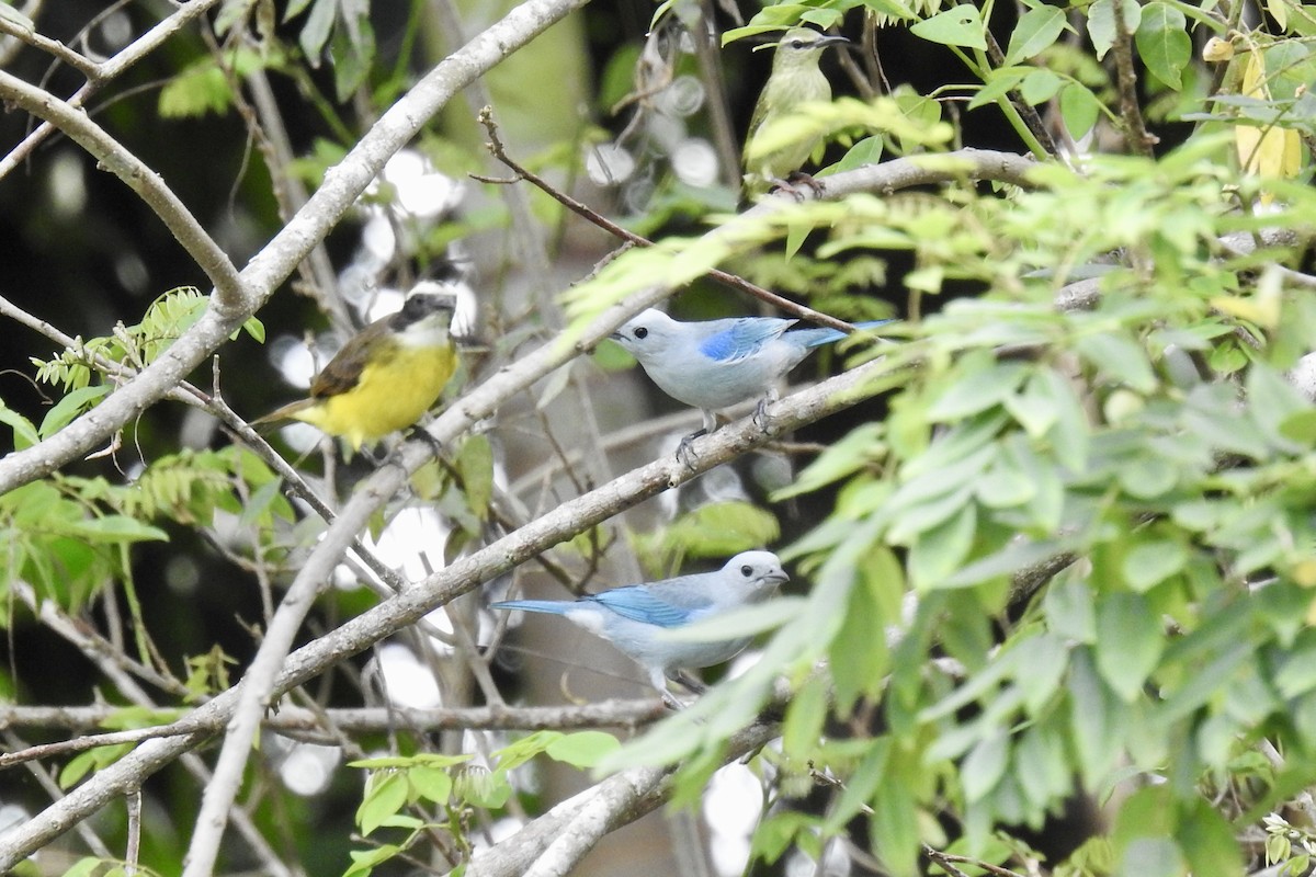 Blue-gray Tanager - ML646428085