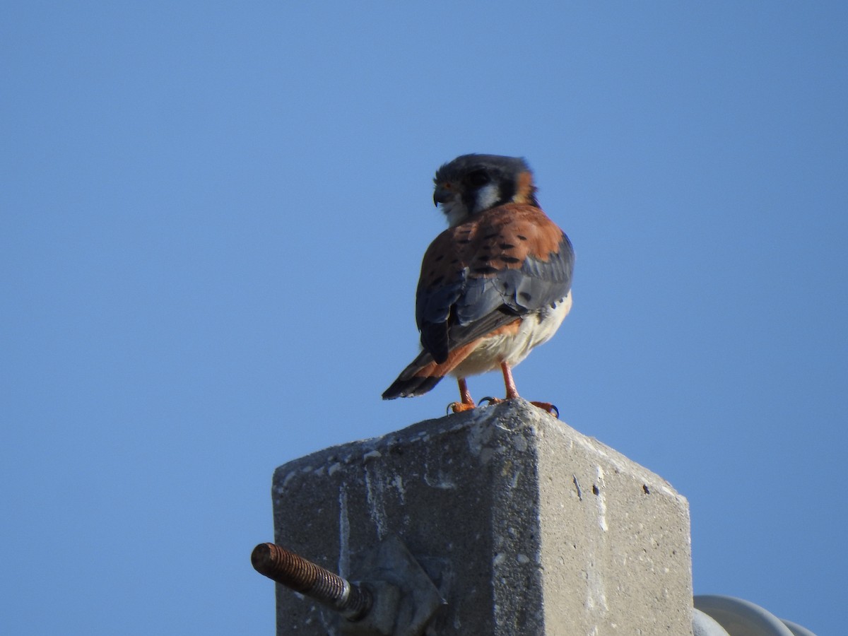 American Kestrel - ML646428086