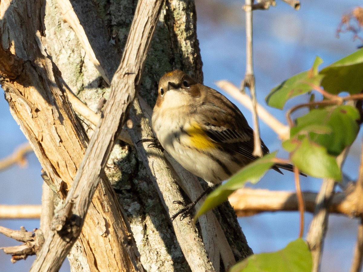 Yellow-rumped Warbler - ML646428088