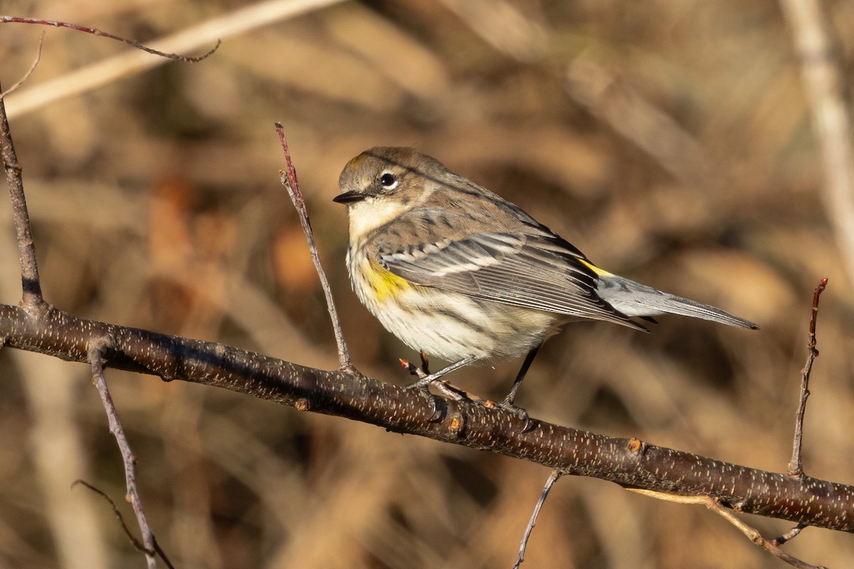 Yellow-rumped Warbler - ML646428089