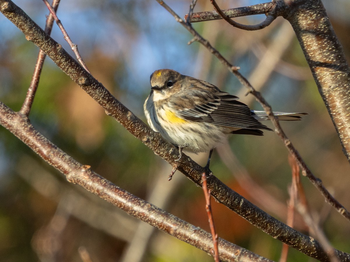 Yellow-rumped Warbler - ML646428090