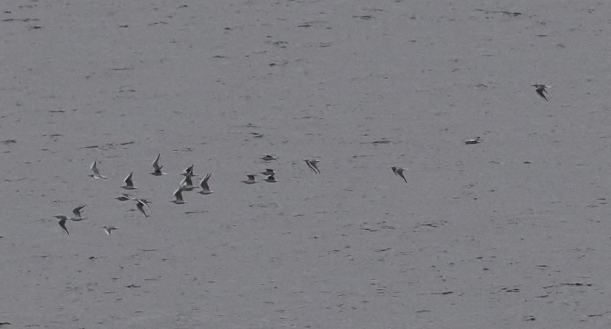 Bonaparte's Gull - ML646428091