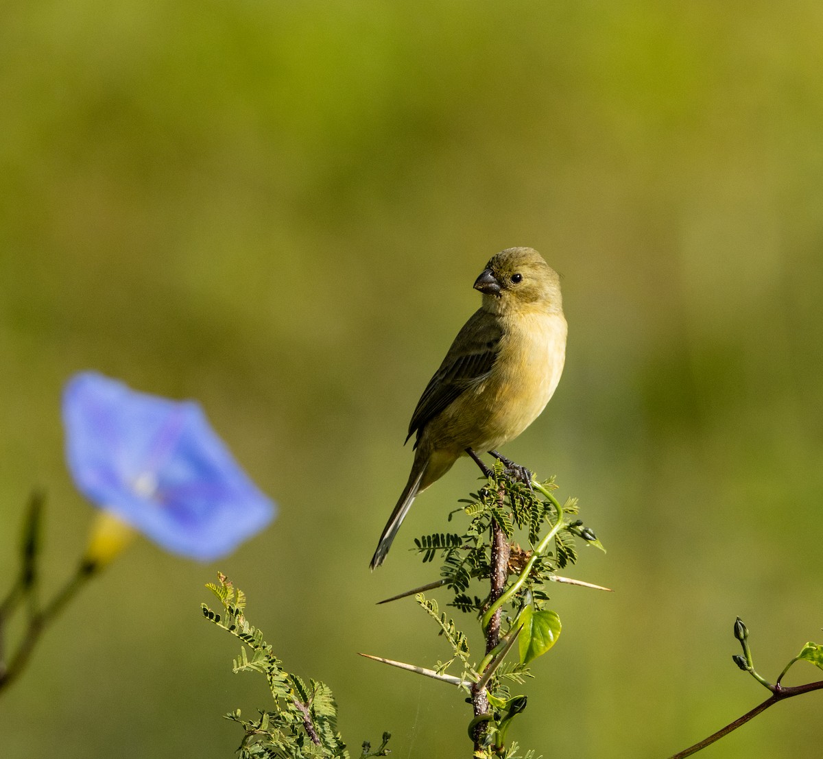 Cinnamon-rumped Seedeater - ML646428092