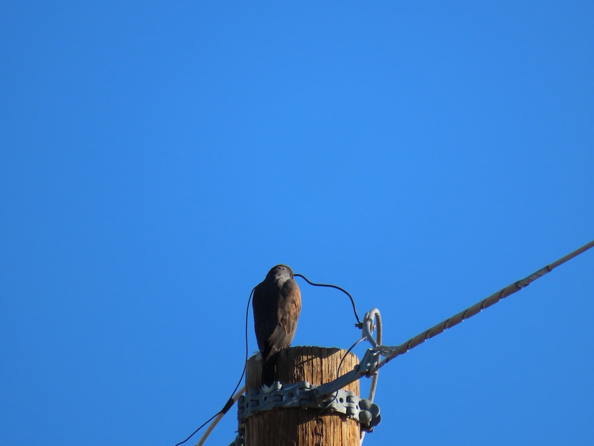 Poiana di Harris - ML646428094