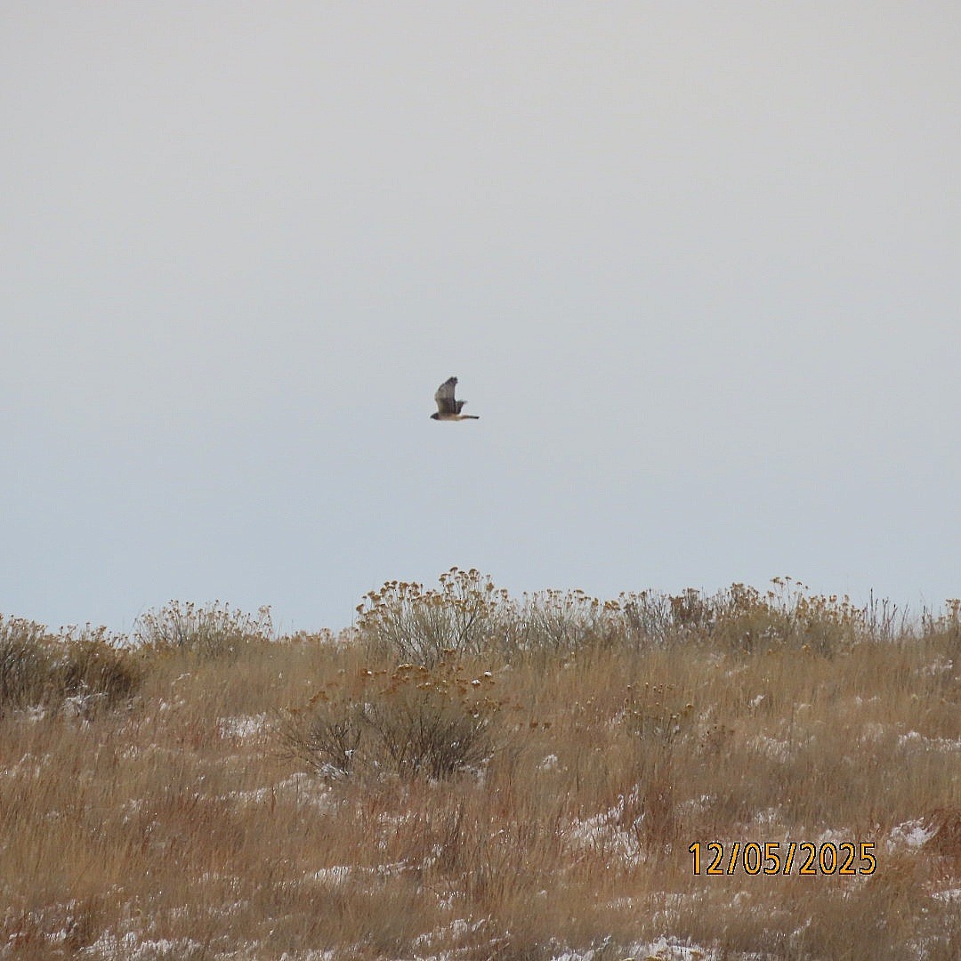 Northern Harrier - ML646428095