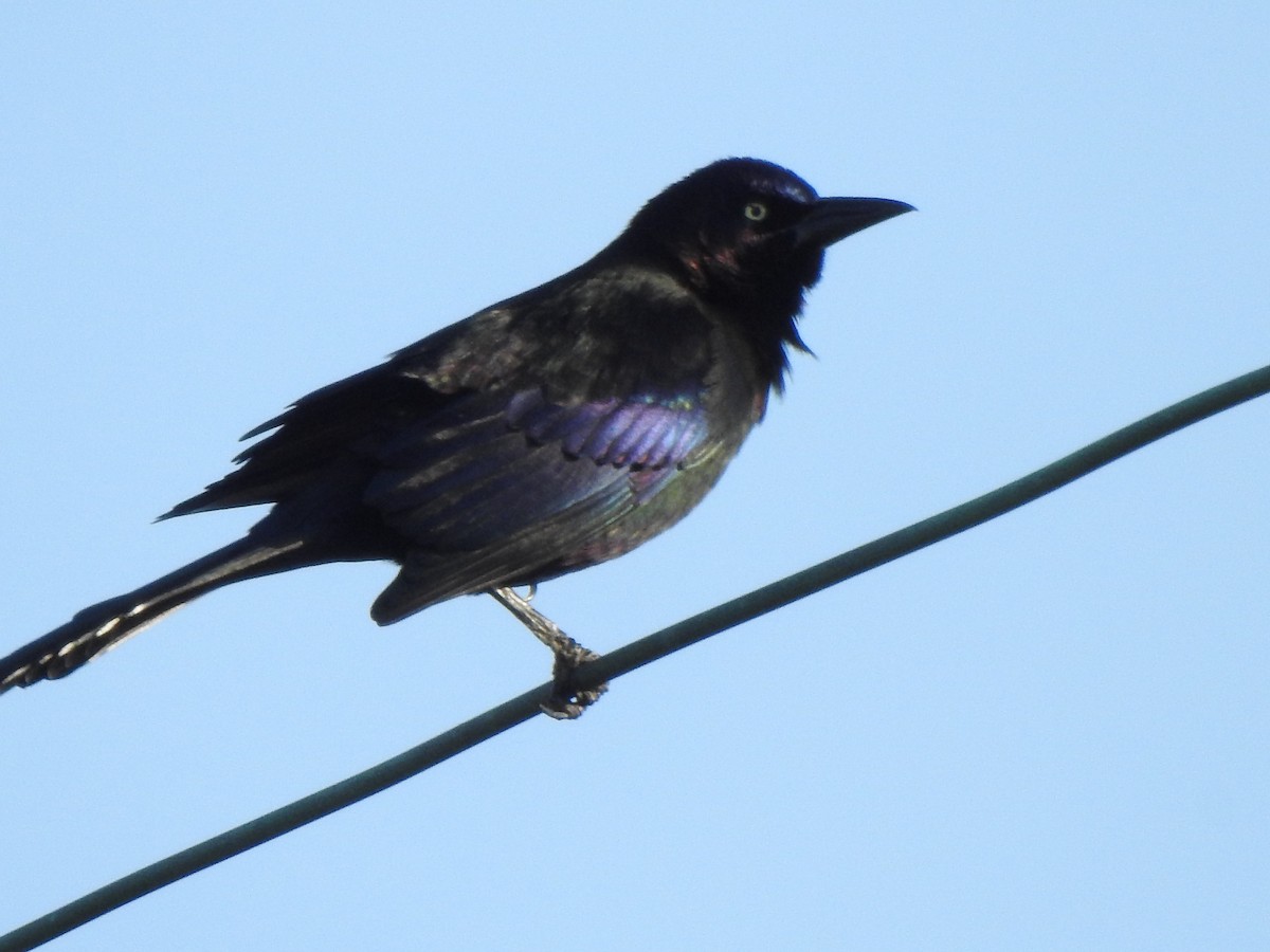 Пурпурный гракл - ML646428099