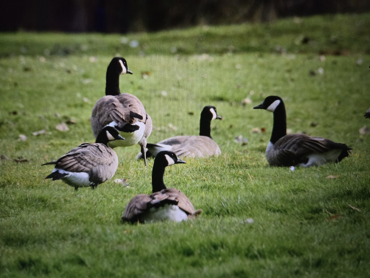 ברנטה קנדית - ML646428108