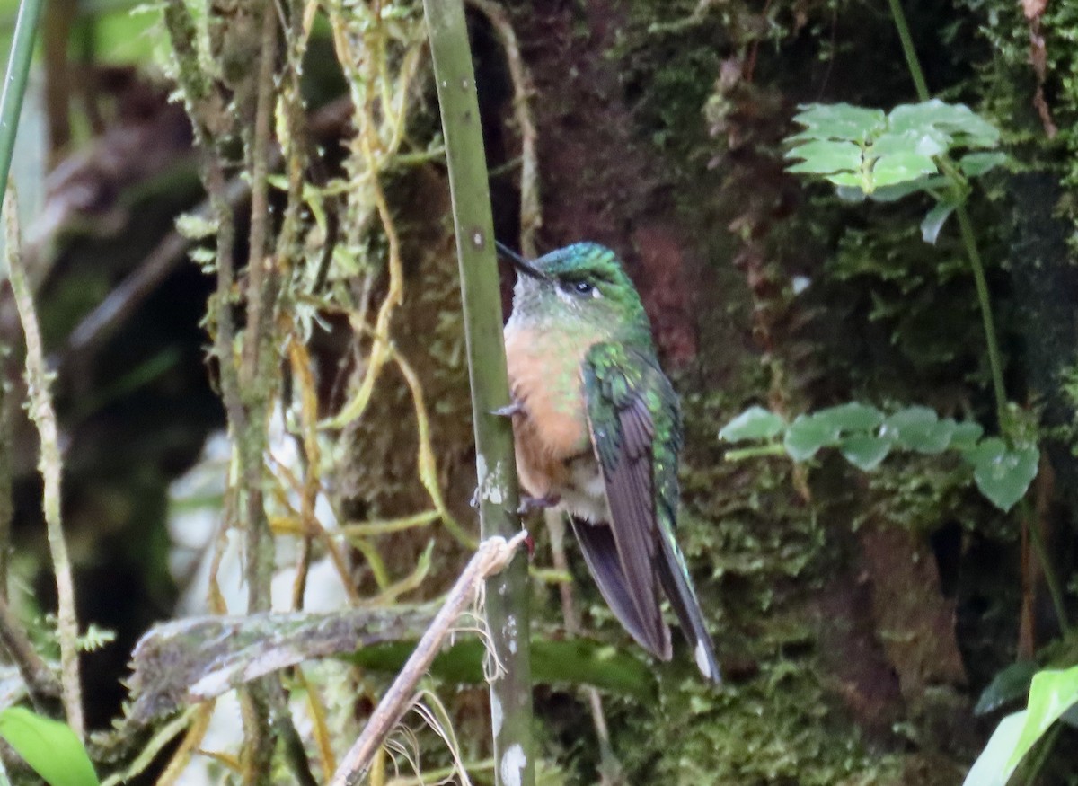 Long-tailed Sylph - ML646428109