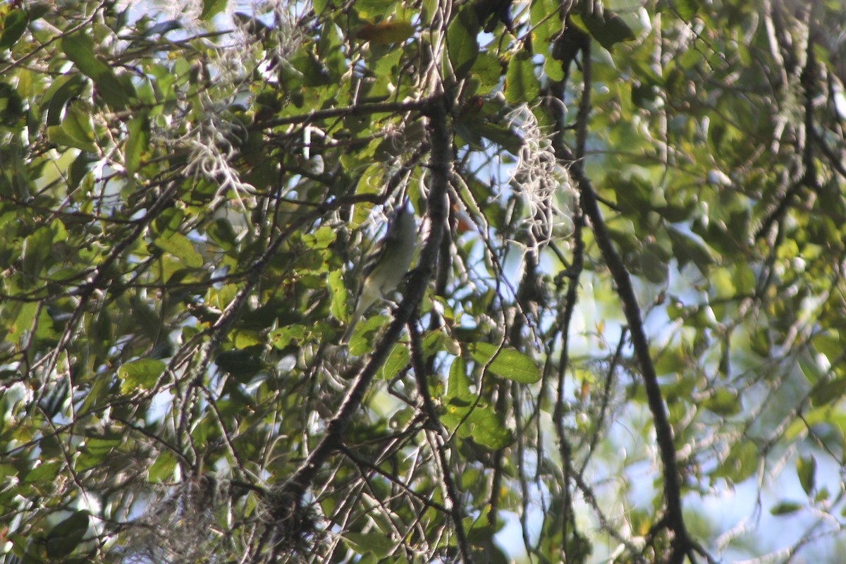 zelenáček brýlový - ML646428110