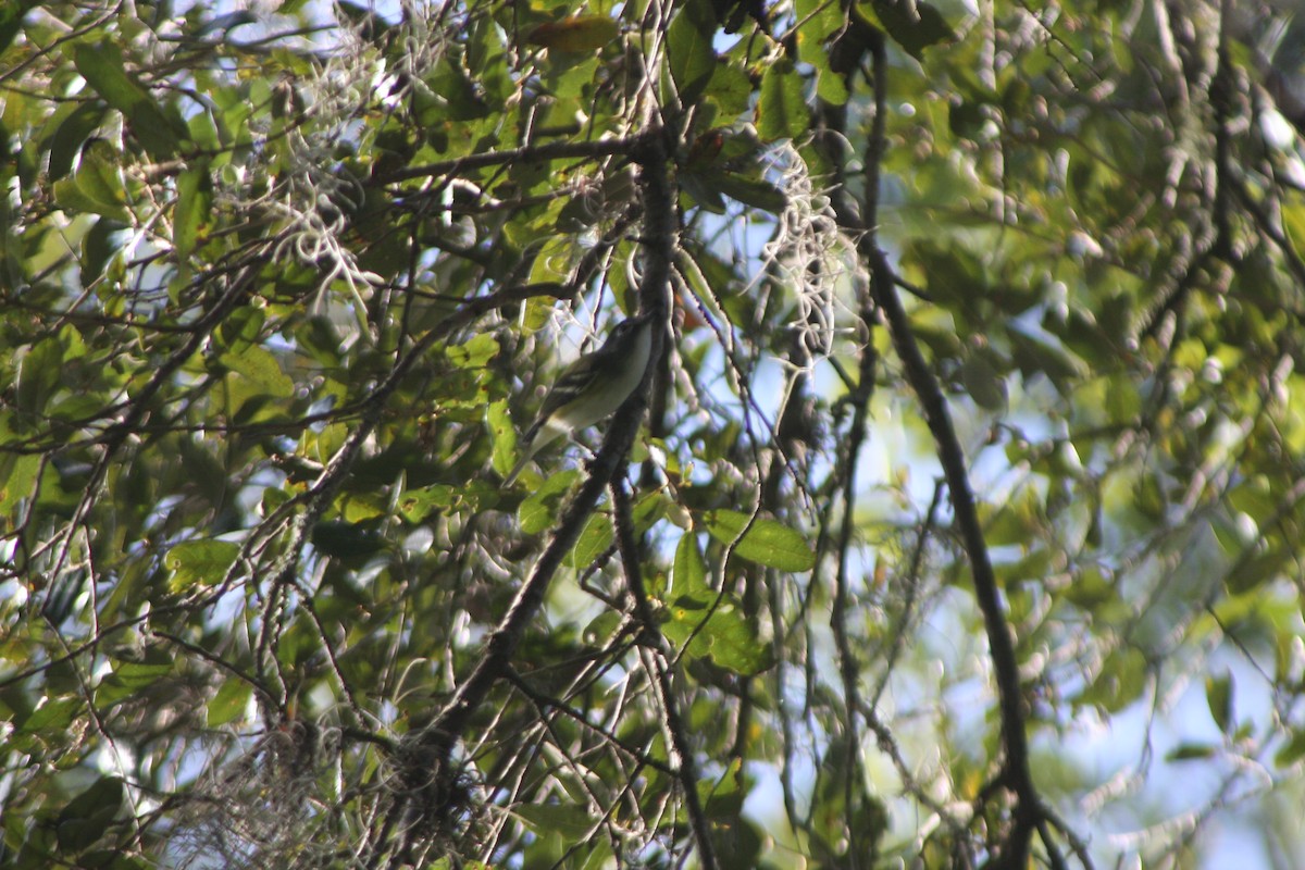 zelenáček brýlový - ML646428111