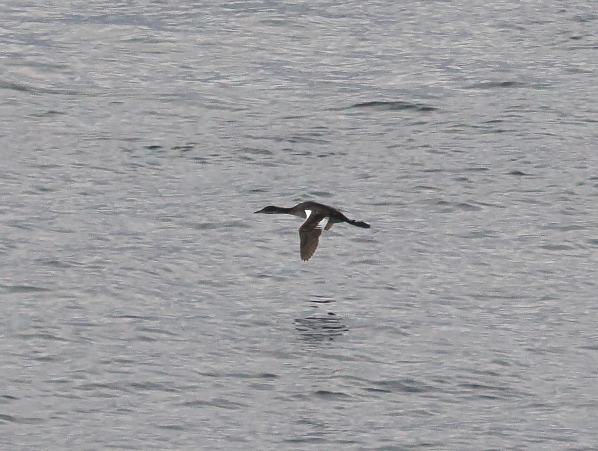 Red-necked Grebe - ML646428112