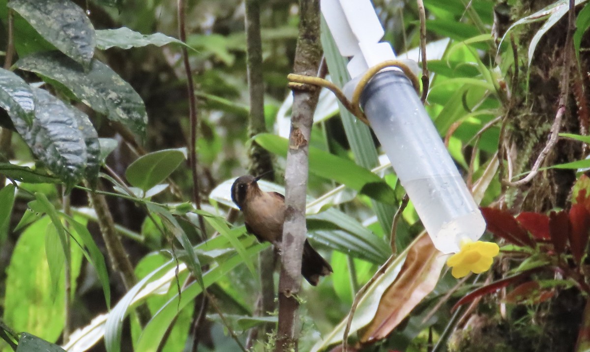 Speckled Hummingbird - ML646428113