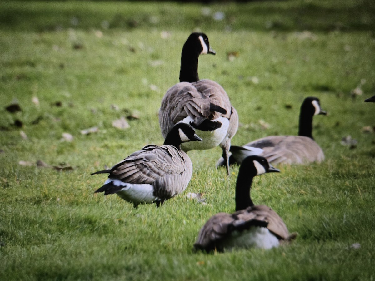 Cackling Goose - ML646428115