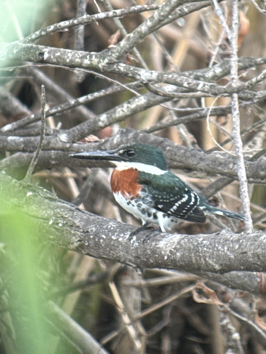 Green Kingfisher - ML646428116