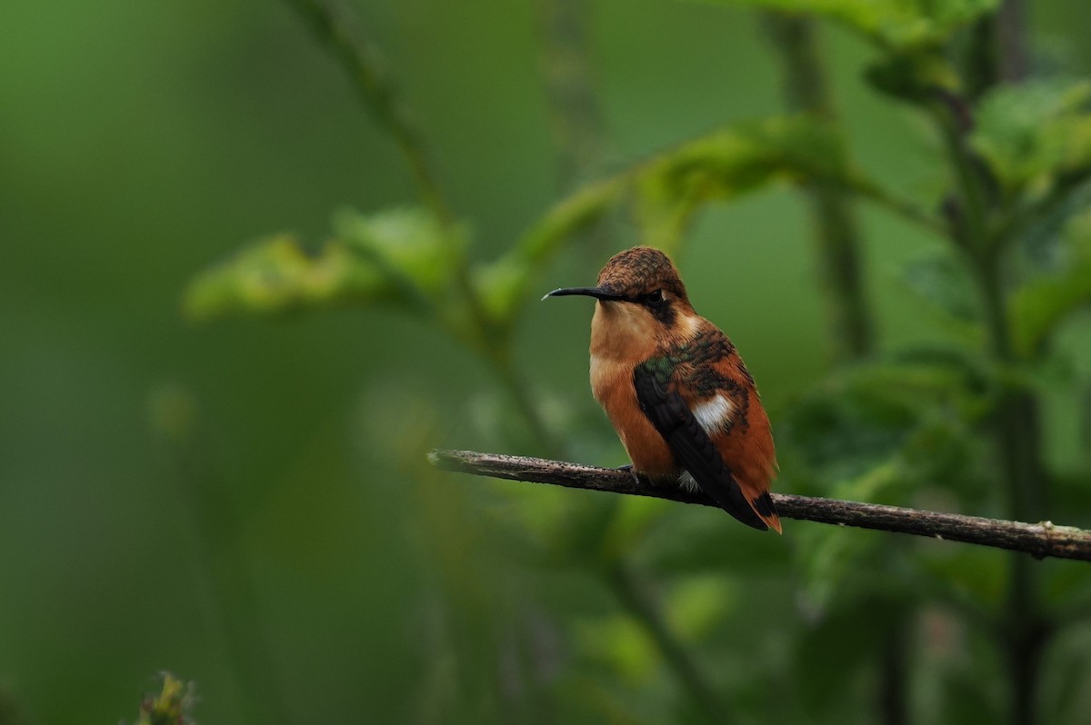 Gorgeted Woodstar - ML646428117