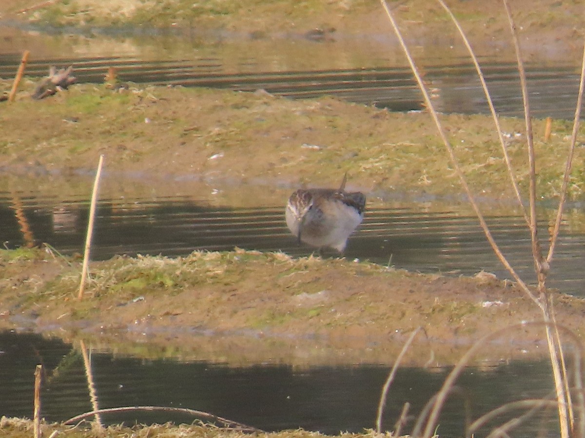 Wood Sandpiper - ML646428118