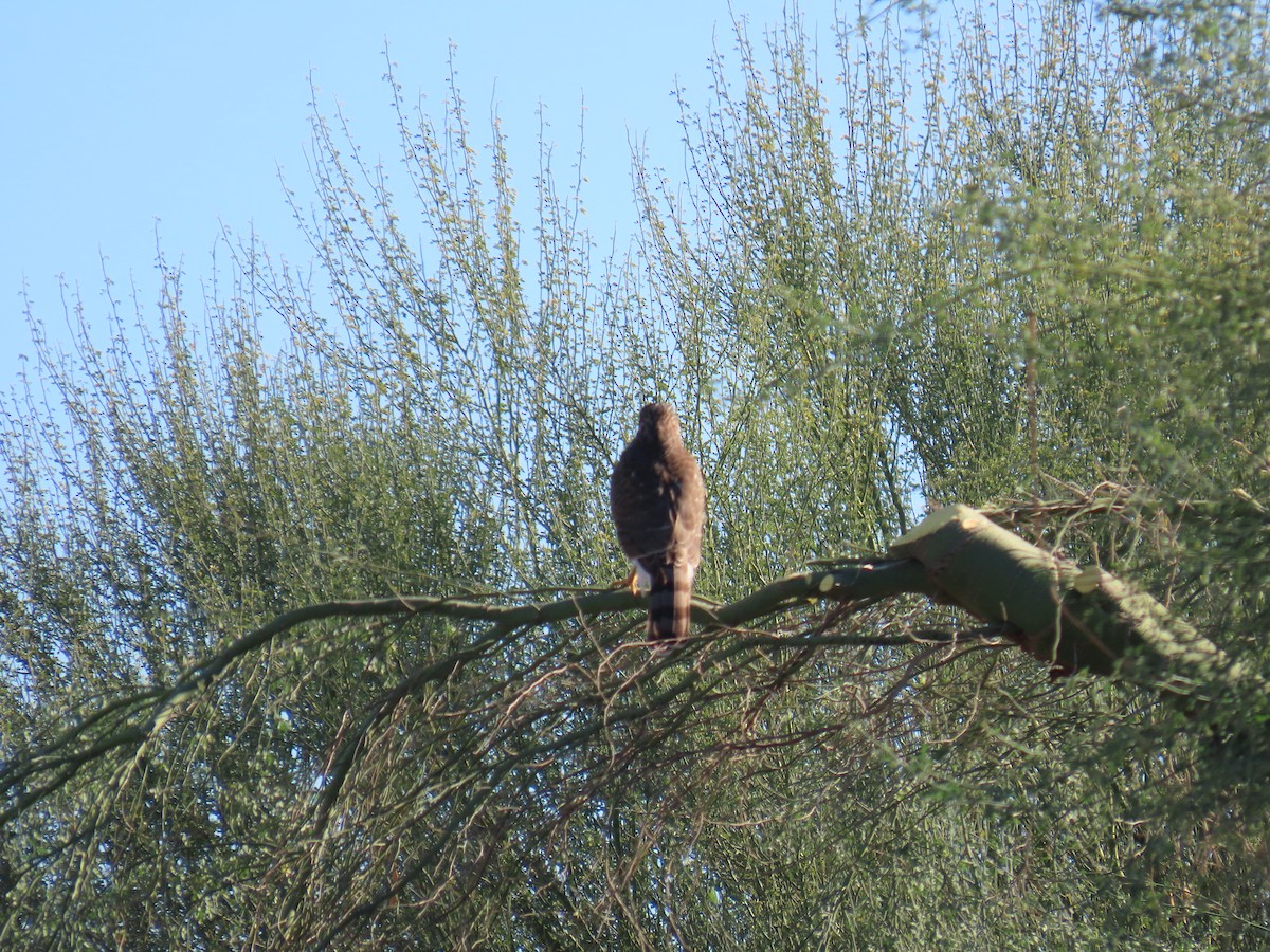 Cooper's Hawk - ML646428119