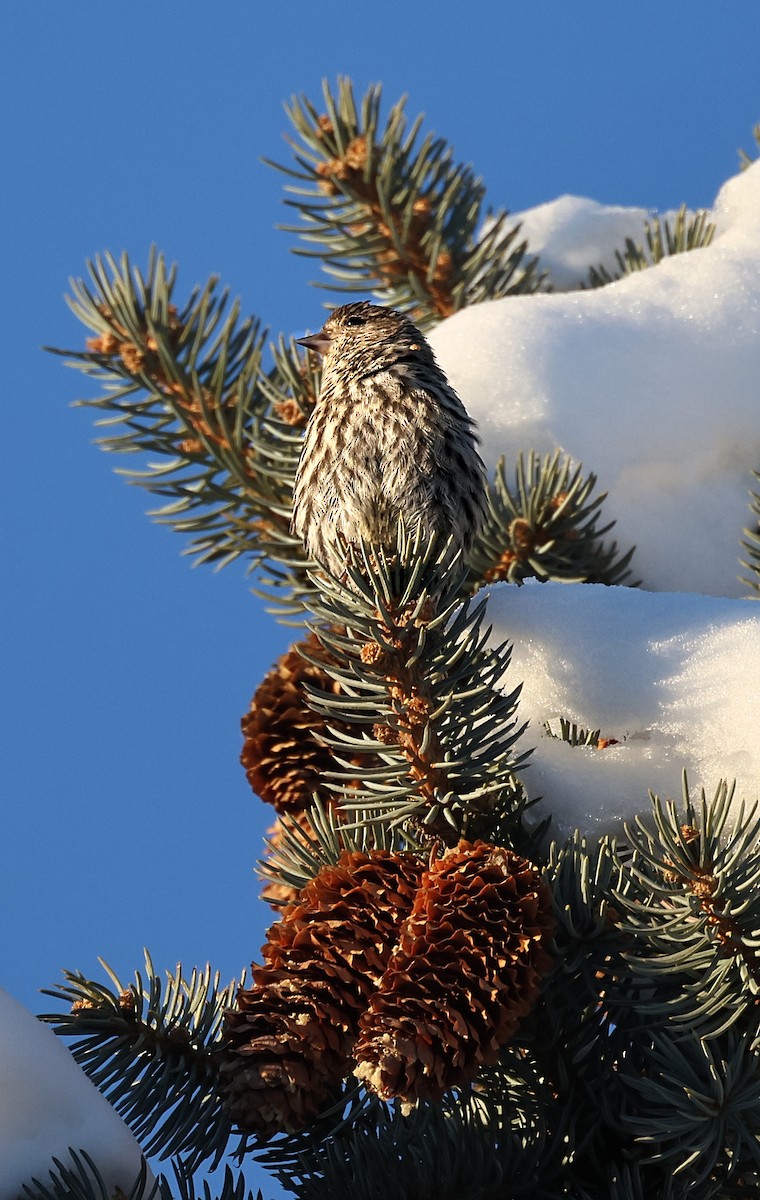 Pine Siskin - ML646428128