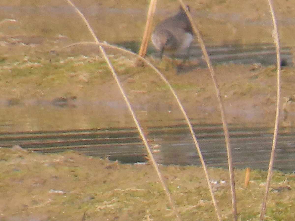 Temminck's Stint - ML646428130