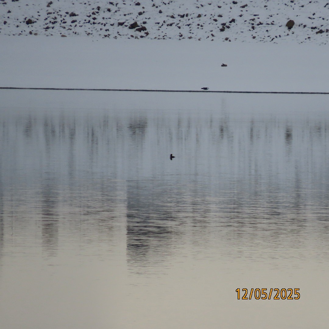 Hooded Merganser - ML646428131