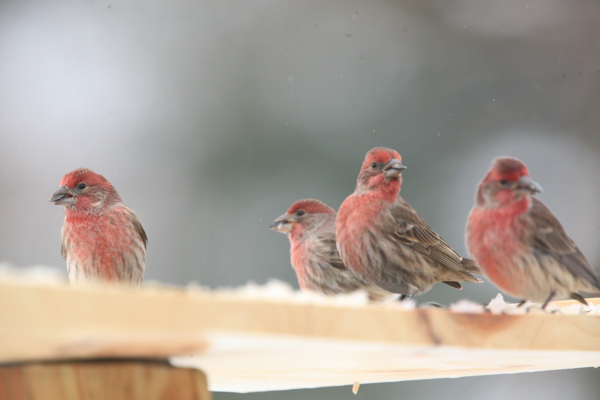 Чечевиця садова - ML646428132