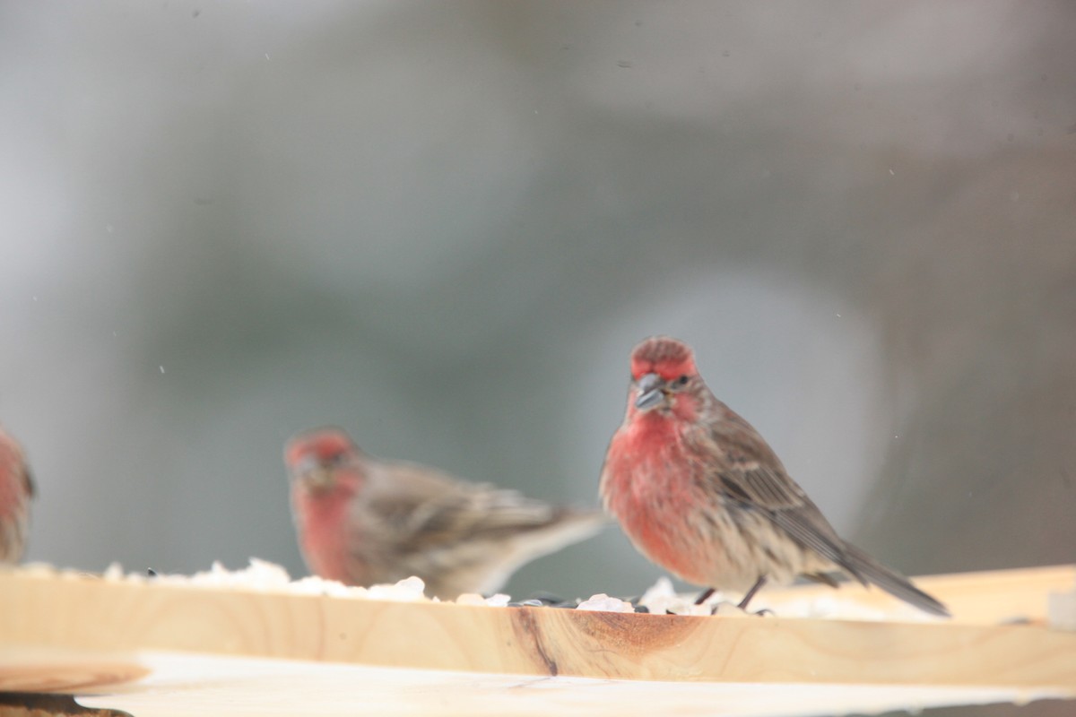 Чечевиця садова - ML646428133