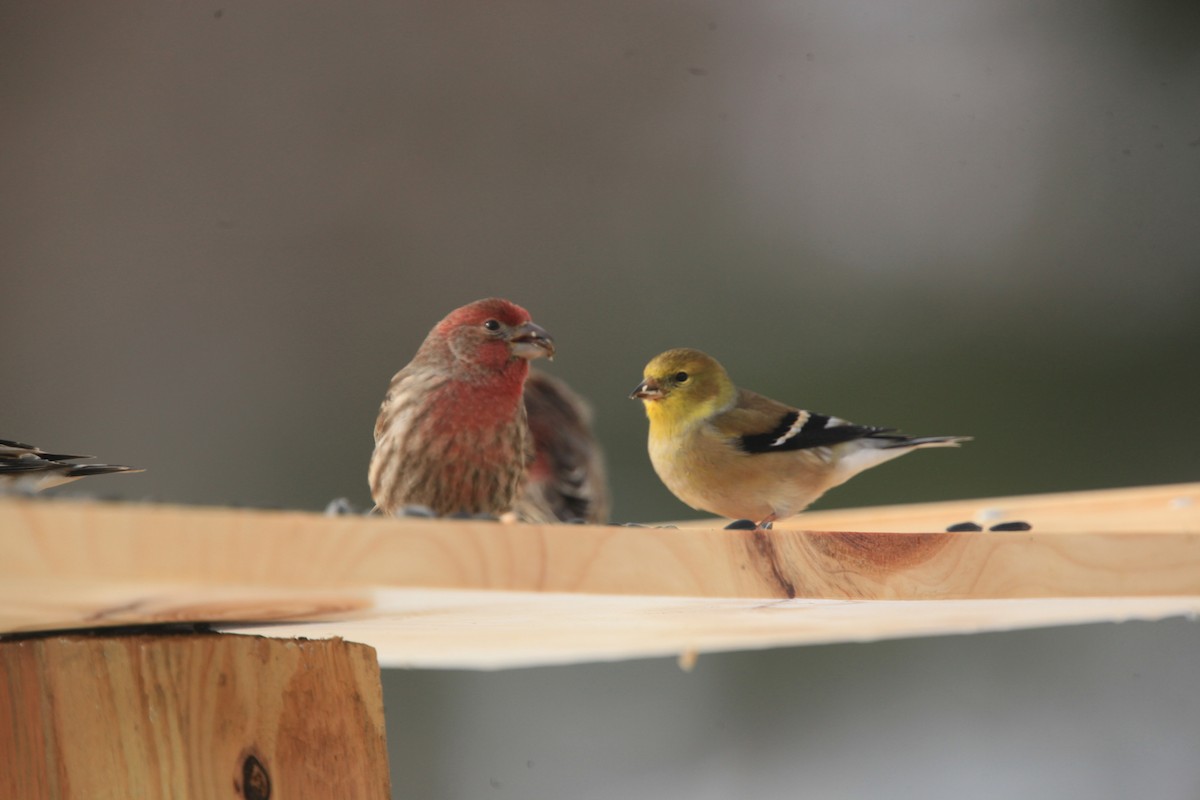 Чечевиця садова - ML646428134