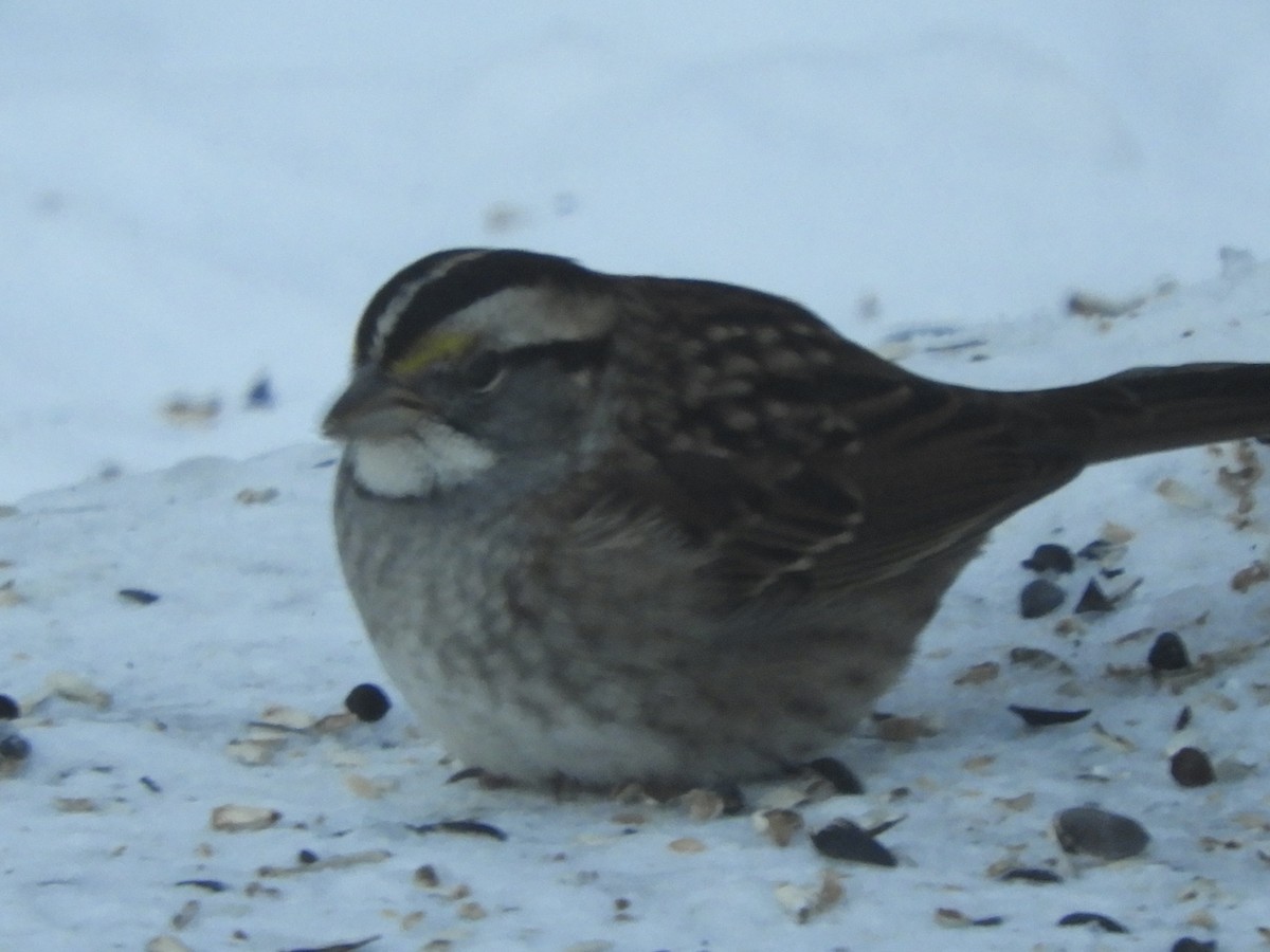 Бруант білогорлий - ML646428136