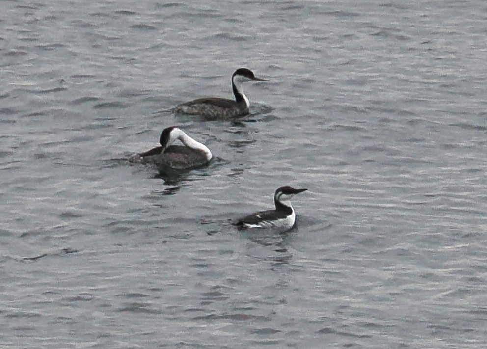 Common Murre - ML646428137