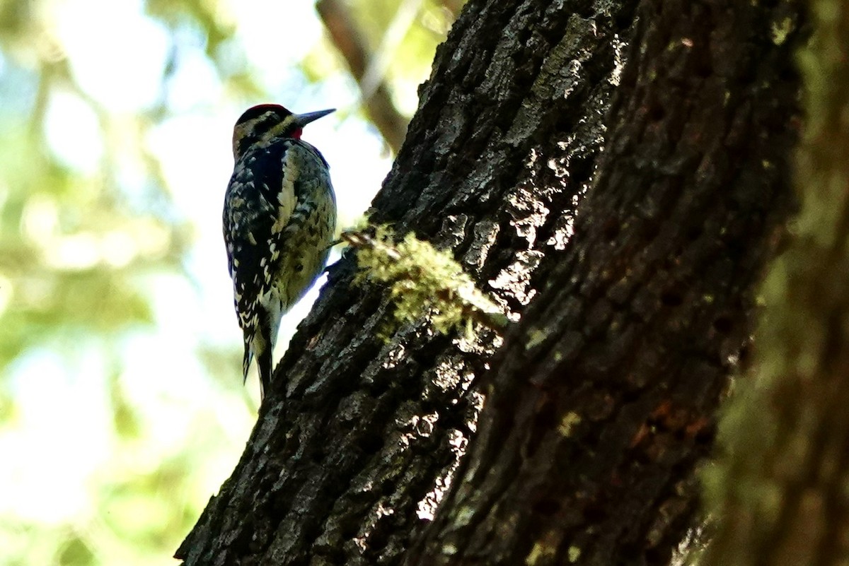 Дятел-смоктун жовточеревий - ML646428138