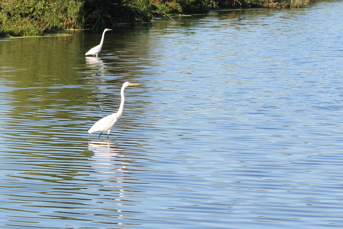 Чапля велика - ML646428139