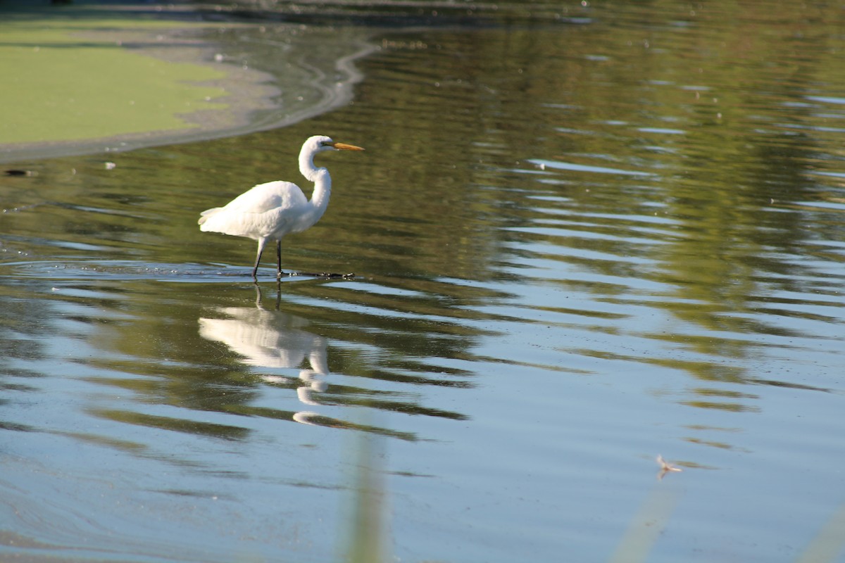 Чапля велика - ML646428140