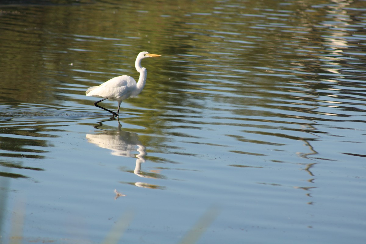 Чапля велика - ML646428141