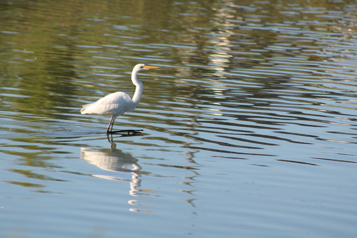 Чапля велика - ML646428142