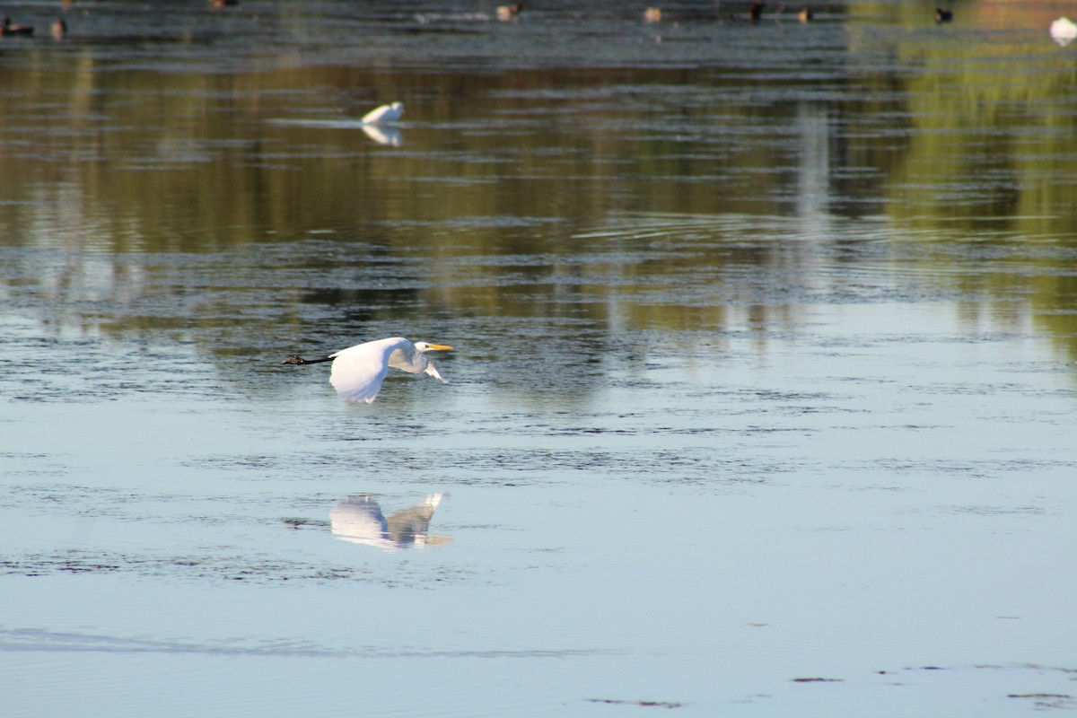 Чапля велика - ML646428143