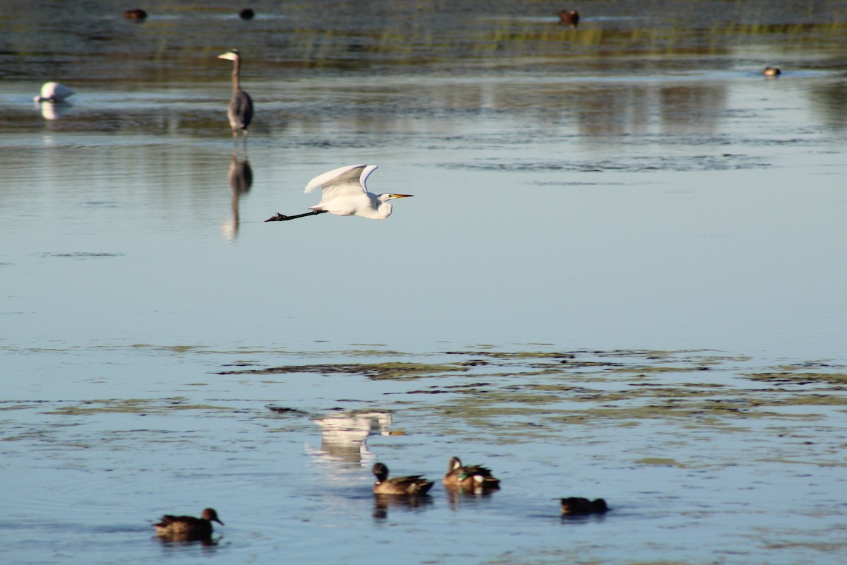 Чапля велика - ML646428144