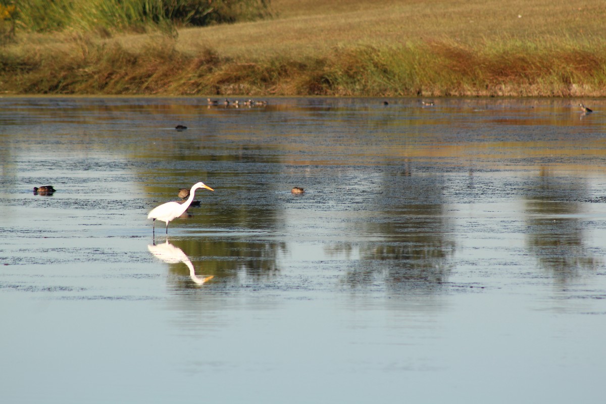 Чапля велика - ML646428145