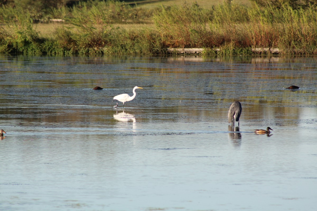 Чапля велика - ML646428146