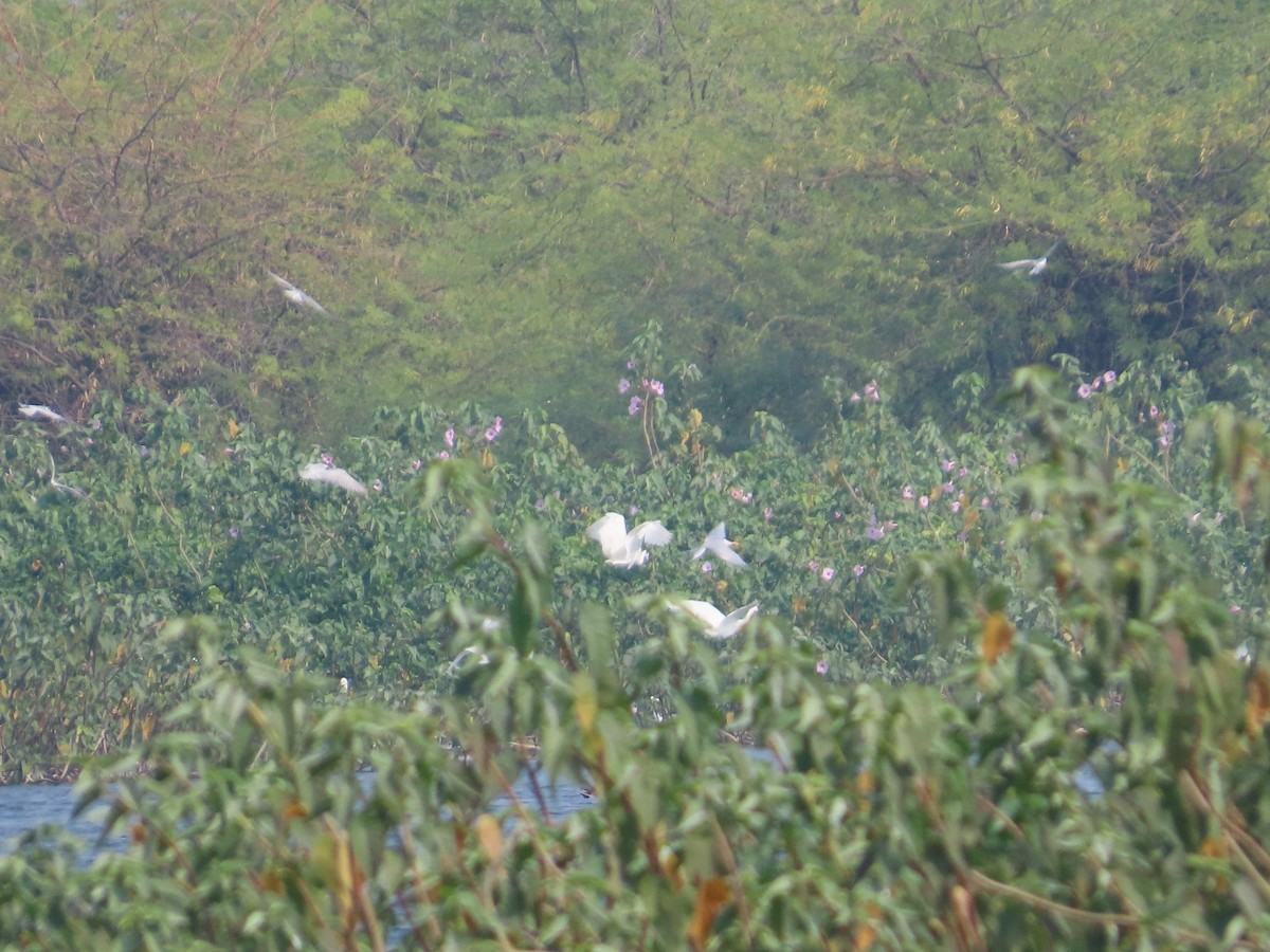 Крячок білощокий - ML646428147