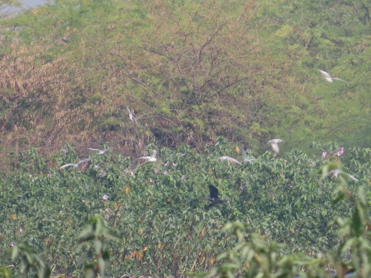 Крячок білощокий - ML646428148