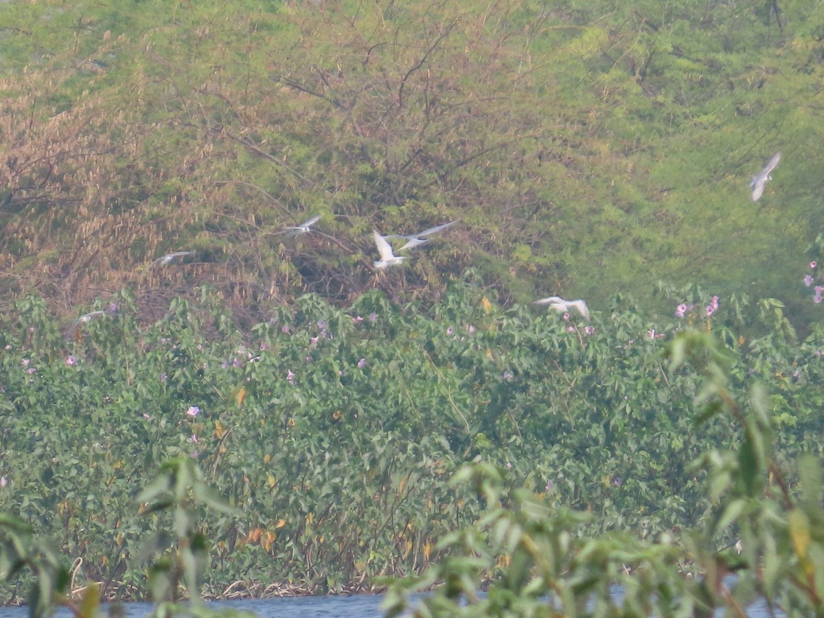 Крячок білощокий - ML646428149