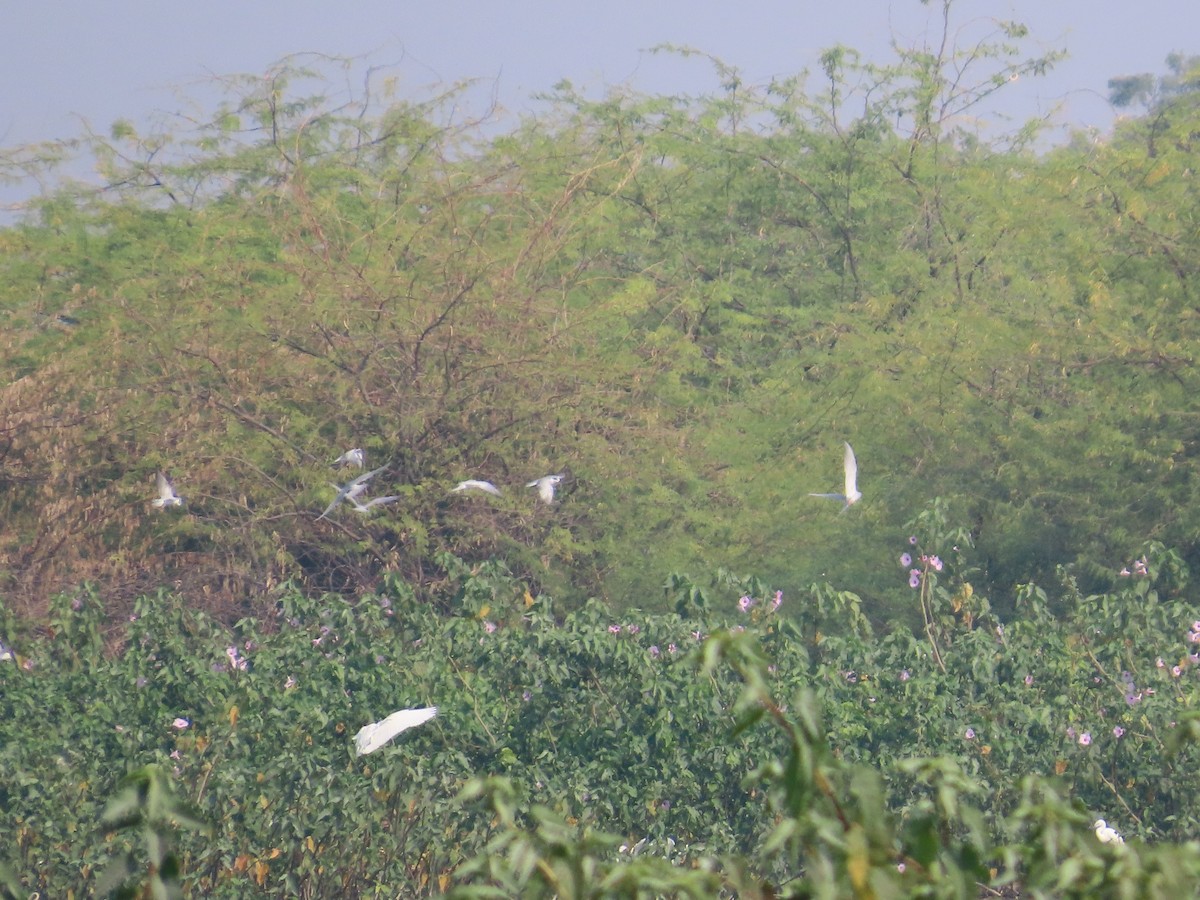 Крячок білощокий - ML646428150