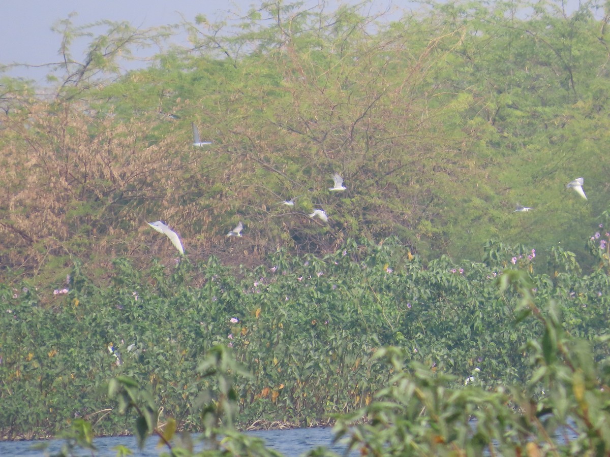 Крячок білощокий - ML646428151