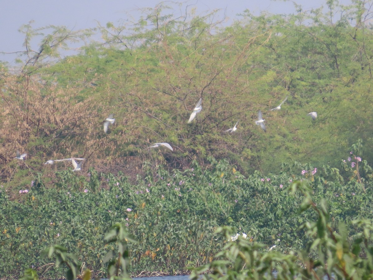 Крячок білощокий - ML646428152