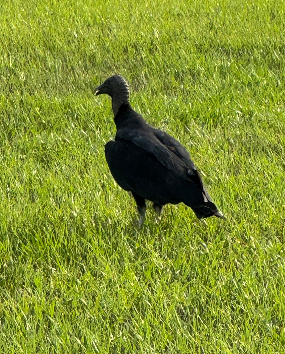 Катарта чорна - ML646428153